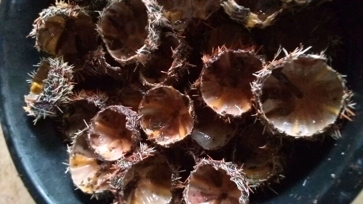 mahaw #nativehouse#bamboohouse