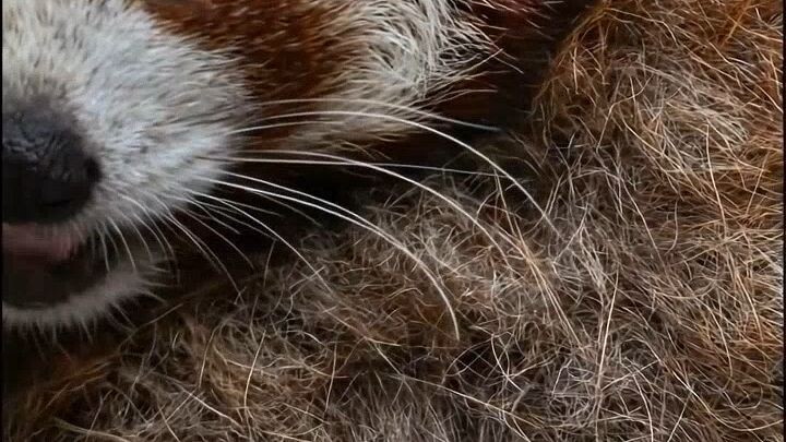 Red Panda