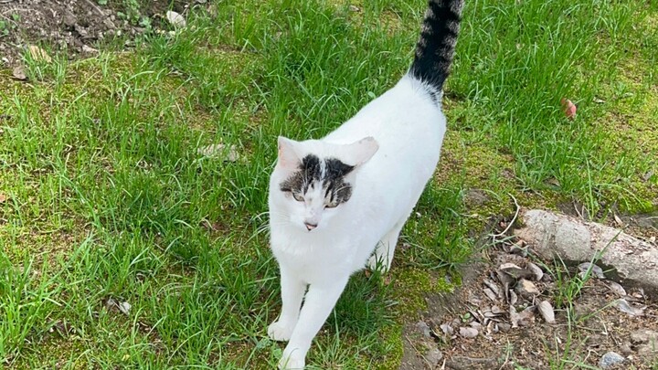 Just a passerby, kicking the cat when passing by