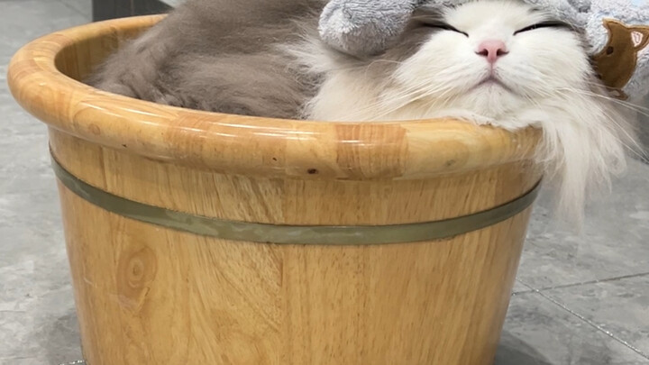 ถังแช่เท้าของคุณตากลายเป็นอ่างอาบน้ำสำหรับลูกแมวตัวเล็กหนัก 24 ชั่ง!