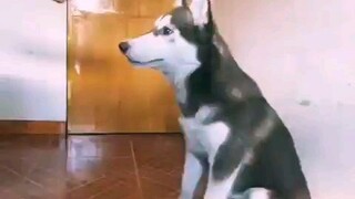 Husky Tricks Ashee