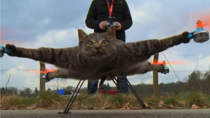 The World’s Most Unconventional Love: Turning Cats into Drones