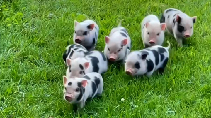 Even if you turn into a little pig, I’ll still be able to pick out the cutest one in the whole piggy
