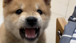 Gonggongan Shiba Inu telah berubah sejak dia masih kecil, dan sikapnya yang garang berubah menjadi b