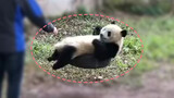 【Panda】Push my swing properly, dad. Don't let me fall down okay?