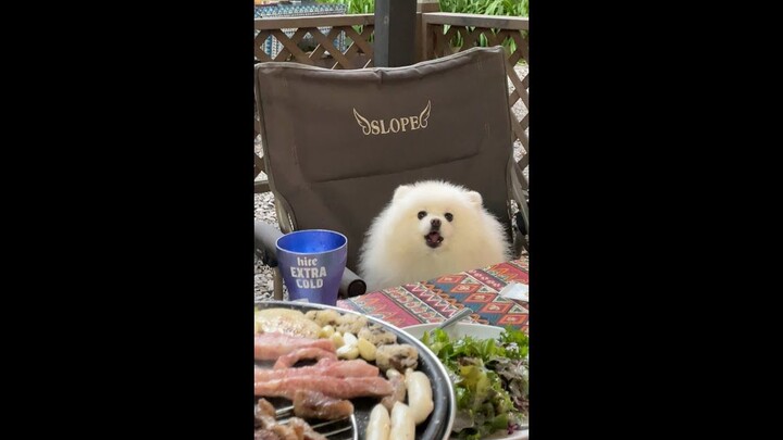 The owner throws a black pork party, and the little dog’s eyes are all shiny…