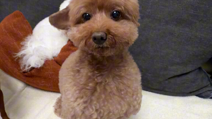 Puppy Temperament Test ~ #CelerySister# Cute Pets #Dog
