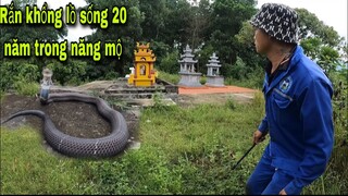 Chinh Phục Rắn Hổ Mang Khổng Lồ Sống Trong Khu Năng Mộ 20 Năm | Săn Bắt Ẩm Thực Vùng Cao