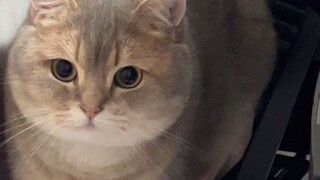 Apa yang harus dilakukan jika menemui kucing yang bermain curang