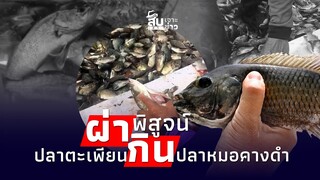 สืบเสาะเจาะข่าว : ผ่าพิสูจน์ ปลาตะเพียนกินลูกปลาหมอคางดำ ปังหรือแป๊ก? ไข่คาปลาตัวพ่อ!