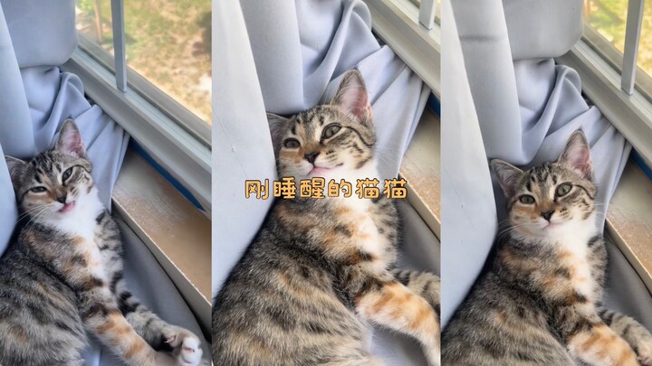 صوت الحليب الصغير لطيف جدًا!