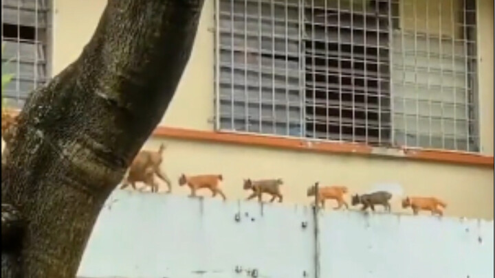猫猫远征军