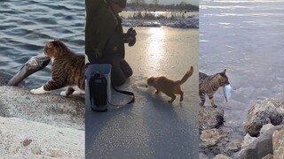 爱吃鱼的猫猫，已经学会自己钓鱼了