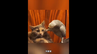 "The Parrot's Hilarious Everyday Life"