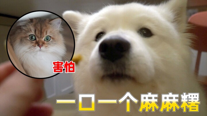 Ibu membuat mochi panggang, si Samoyed langsung melahap satu potong sekaligus bersama ayah; si mochi
