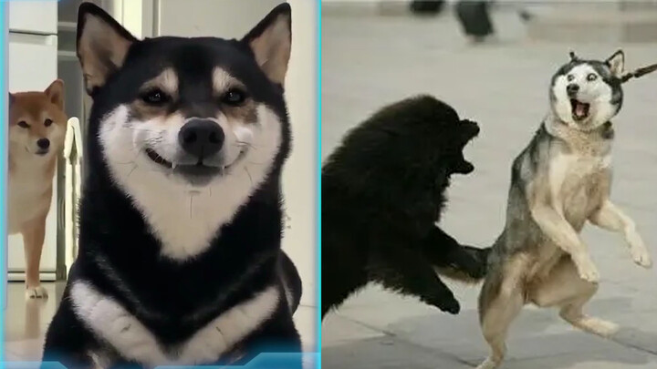 Pet|When the dog meets the cat