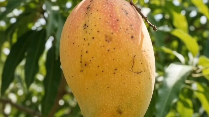 🥭 The Amazing Journey of a Mango 🌱🌳 | From Fruit to New Tree | AI Video