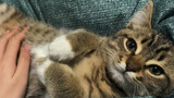 Binatang|Kucing yang Menikmati Dielus