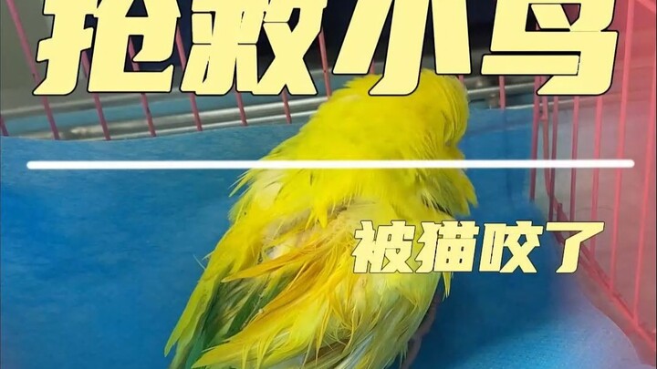 Who’d dare to perform surgery on exotic pets with this vet?