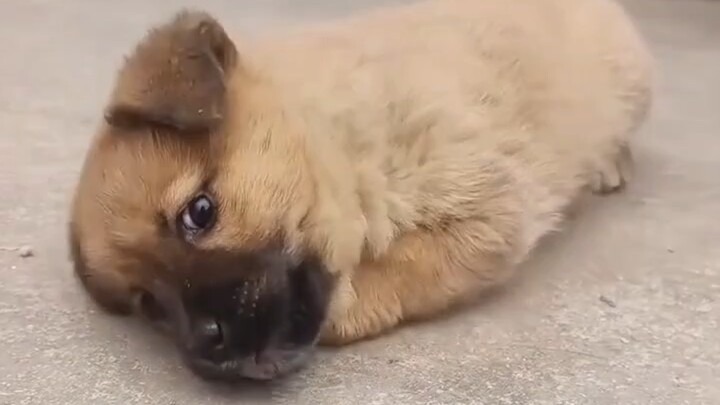 Saat sendirian di rumah merasa bosan, setiap hari bermain dengan anjing kecil.