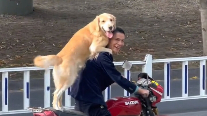 “Jadi anjing itu, yang terpenting adalah bahagia!”