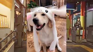 CUTE PET #น่ารัก&ตลก #5555+