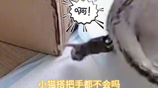 会“甩子”的猫咪
