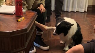 Phi tiêu huấn chó