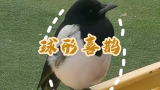 球 形 喜 鹊