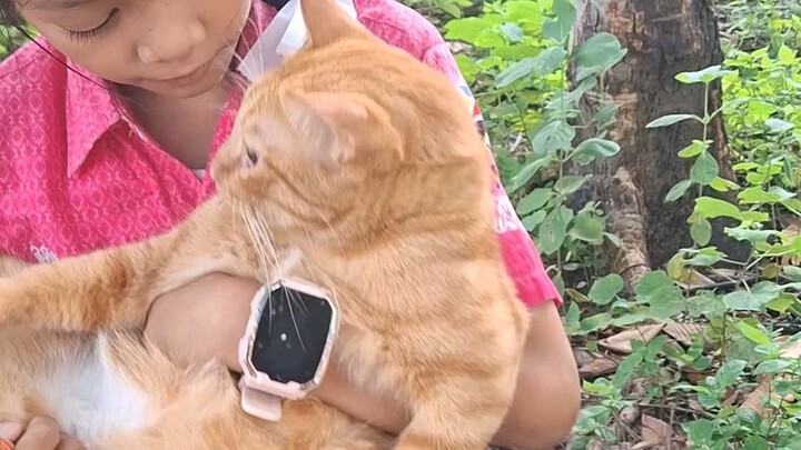 เรียกเงินแมวส้ม หลุดออกจากบ้าน