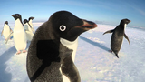 ความอยากรู้อยากเห็นของนกเพนกวิน
