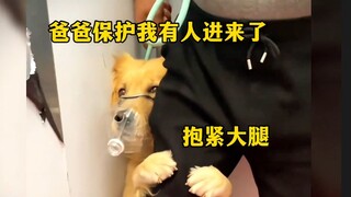 《全 国 遛 狗 现 状》