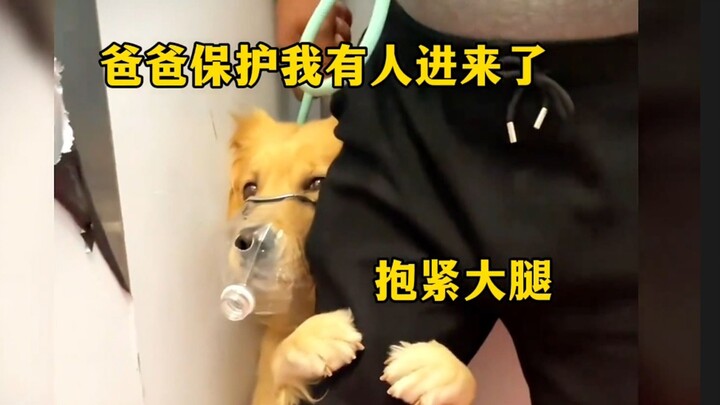 《全 国 遛 狗 现 状》