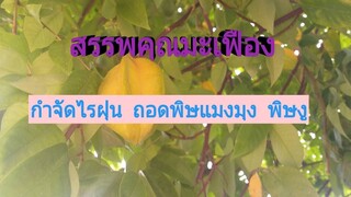 มะเฟือง ใบ ดอก ผล เป็นยาทั้งนั้นเช่น กำจัดไรฝุ่น  ถอนพิษแมงมุม พิษงู ฯลฯ /โดยฮอยไทยอีสาน