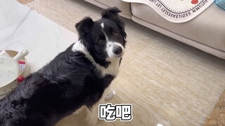 小狗：不对，太不对了