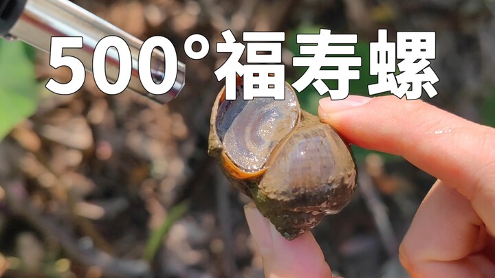 500°烈焰福寿螺，寄生虫还好吗？出现一些小意外