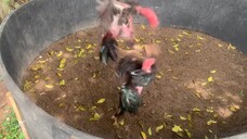 Fightcock3