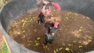Fightcock3