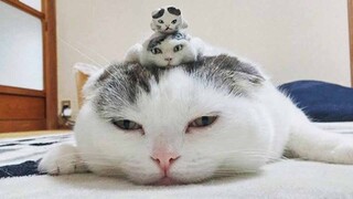 Omg! So Cute Pets | Best Funny Cats and Dogs | Cute VN