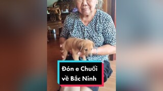 Cả nhà yêu e chuối nhà tớ không ạ? Hihi cunyeucuadua chó chócon chókhôn  chócute