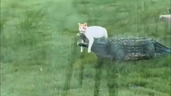 Semua hewan menyayangi Mi