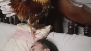 养一只公鸡当宠物，每天准时叫你起床...