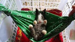 Sleeping Bunny so cute