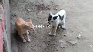 হালকা ঝামেলা! বিড়াল