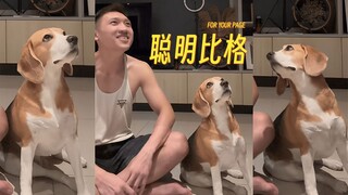 好聪明的比格bb