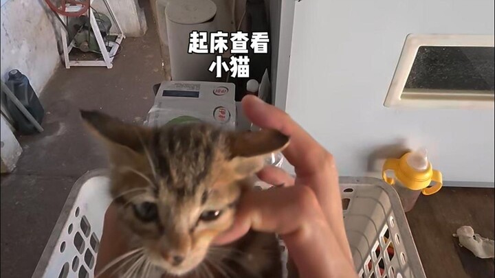 Membuat Sarang Burung Sendiri...