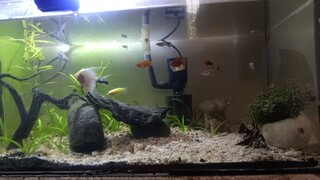 fishda