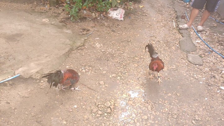 first Spar 🐓