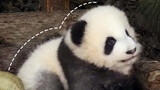 [Panda Cheng Lang] Menyaksikan Panda Kecil Selama 15 Menit