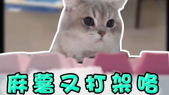 The mochi are at it again! Shy Brother: The mochi are really chubby, but they can’t beat anyone!